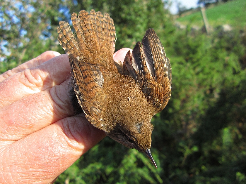 Winter Wren, Sundre 20120829